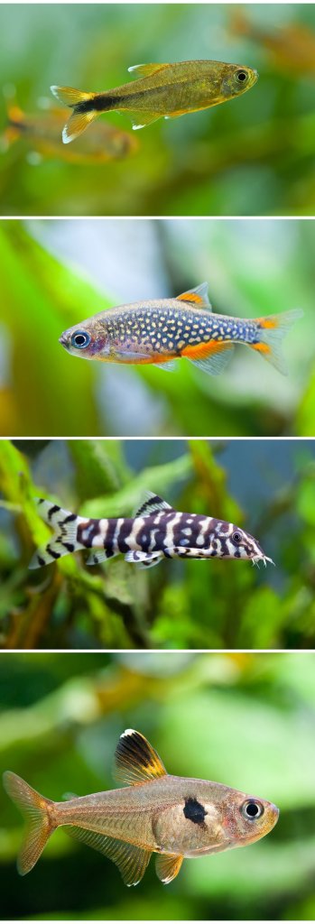 Celestial Pearl Danio Panzerkameraden