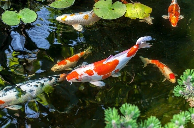 Koifisch