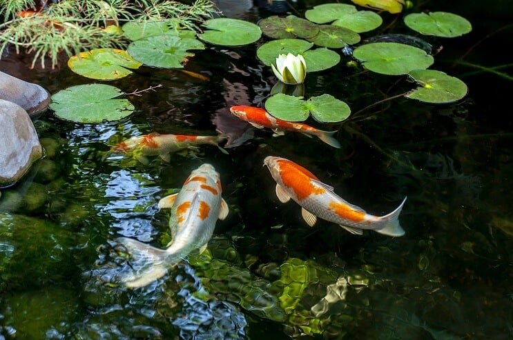 Koi Fisch Lebensraum