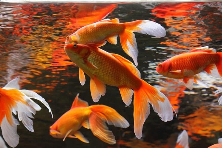 Koi Fischteichkameraden