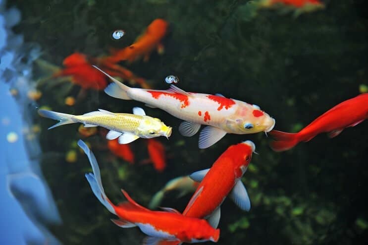 Koi Fischpflege