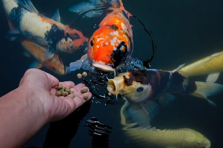 Koi Fisch Diät