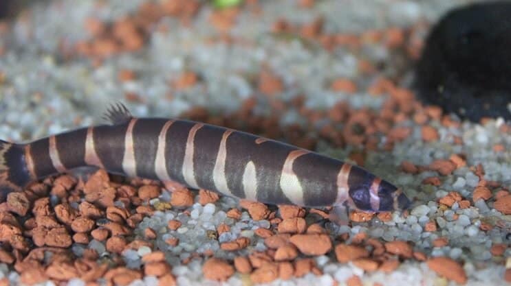 Kuhli Loach Aussehen