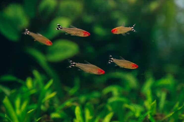 Rummy Nose Tetra Panzerkameraden