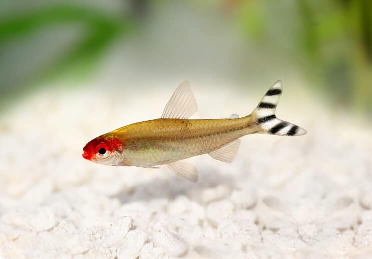 Rummy Nose Tetra Aussehen