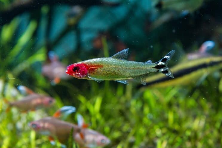 Rummy Nose Tetra Tank Bedingungen