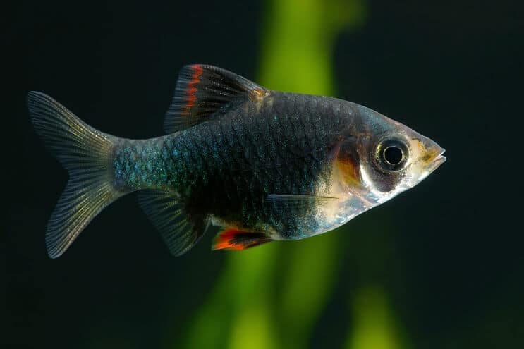 Grüner Tiger Barb