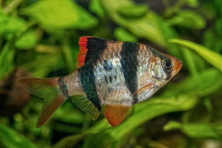 Tiger Barb Aussehen