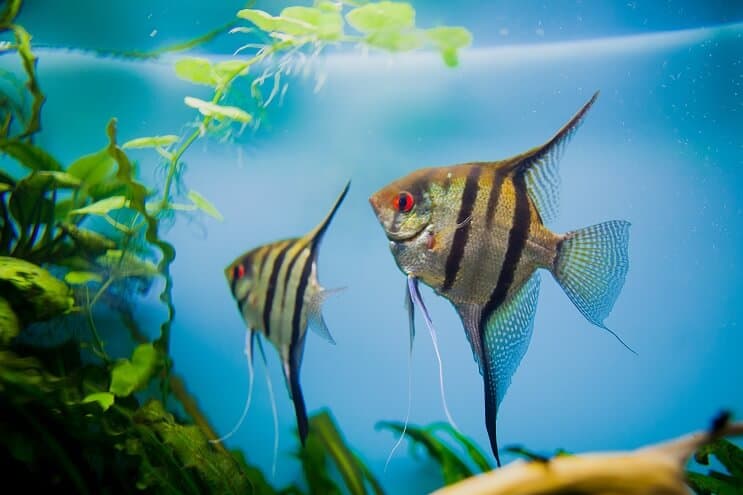 Kaiserfisch