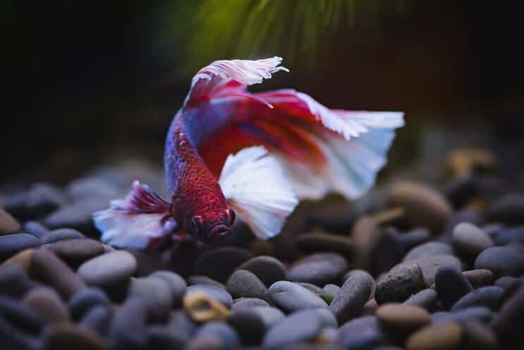 Betta Fischschwimmen