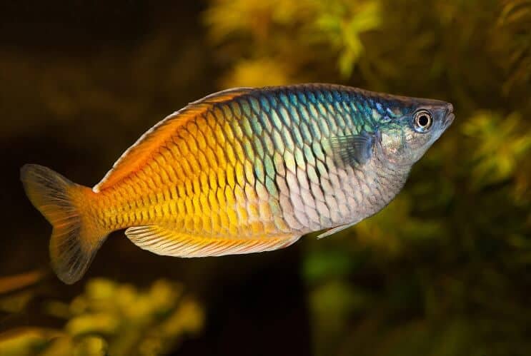 Regenbogen Fisch