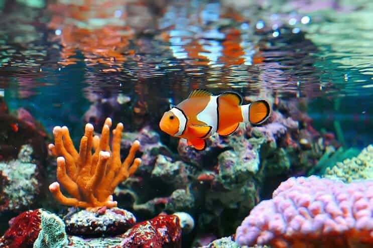 Clownfisch