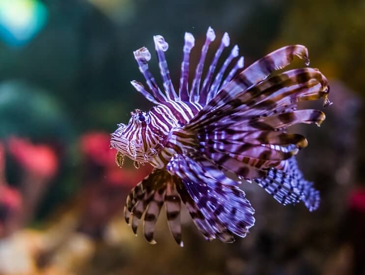 Feuerfisch