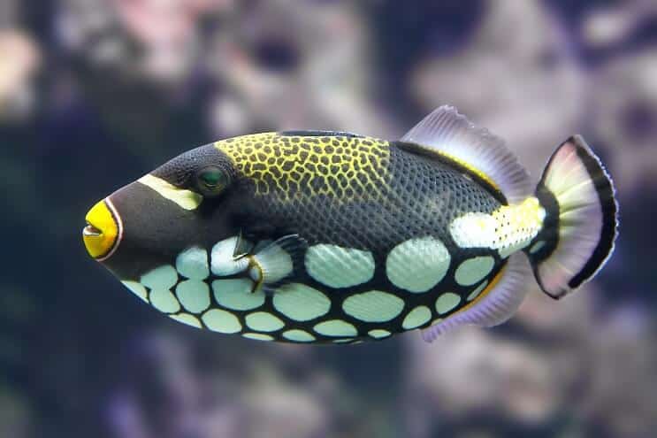 Drückerfisch