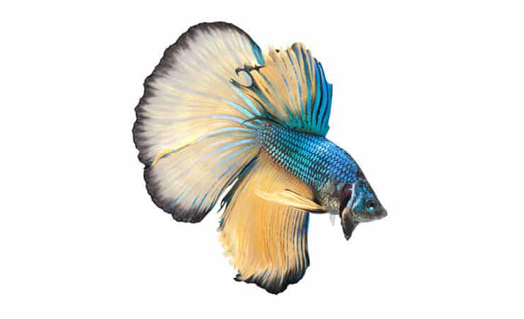 Halbmond Betta
