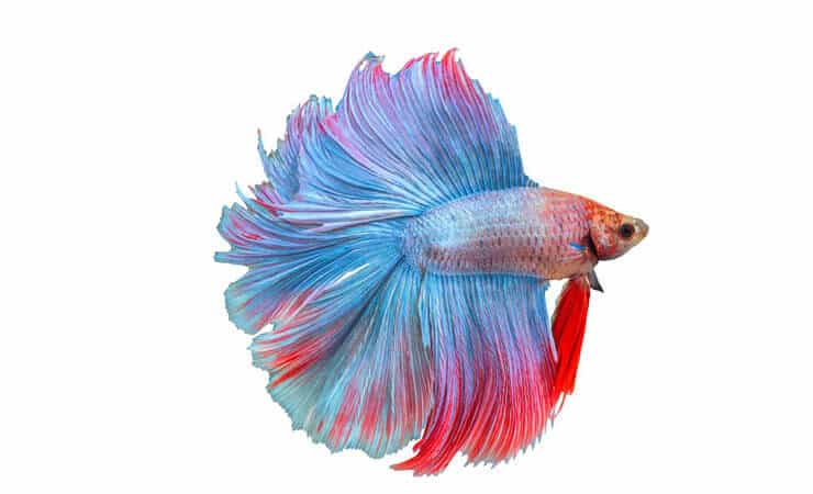 Doppelschwanz Betta