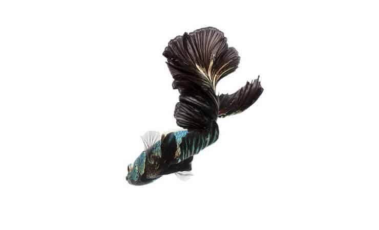 Schwarze Orchidee Betta
