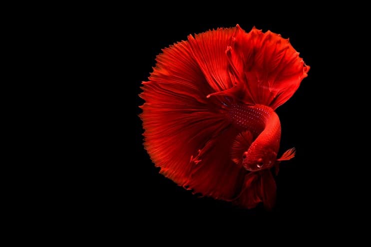 Roter Betta Fisch