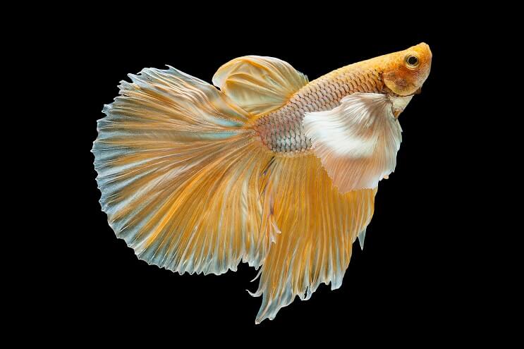 Gelbe Betta