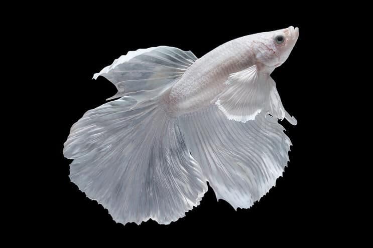 Weiße Betta