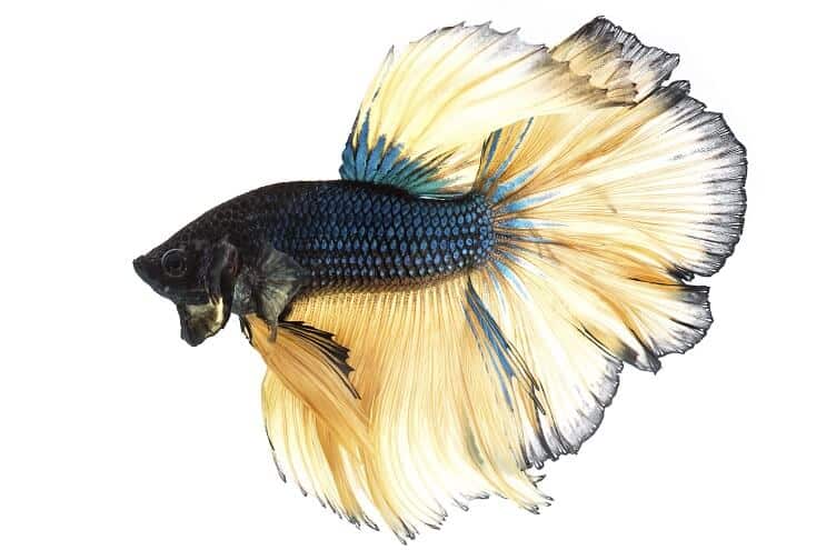 Senfgas Betta