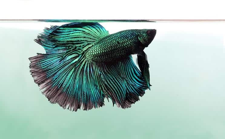 Drachenschuppe Betta