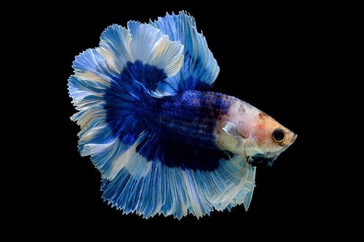 Schmetterling Betta