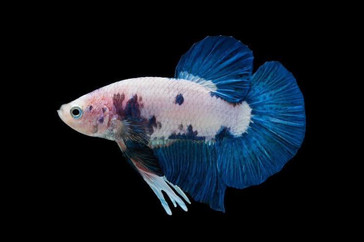 Marmor Betta