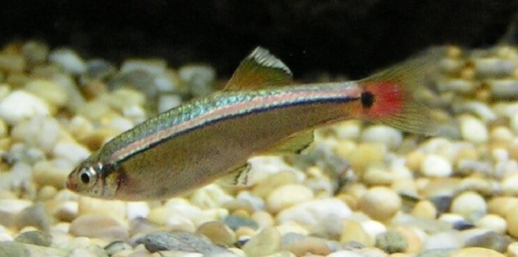White Cloud Mountain Minnow Übersicht