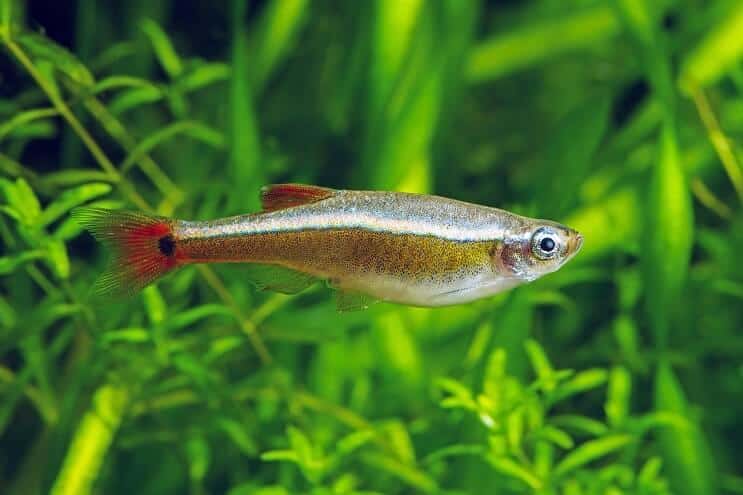 White Cloud Mountain Minnow Aussehen