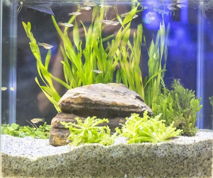 White Cloud Mountain Minnow Tank Bedingungen