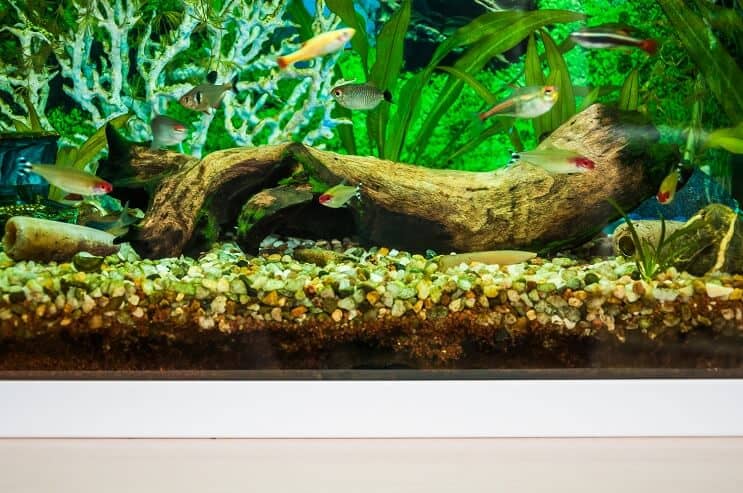 White Cloud Mountain Minnow Panzerkameraden