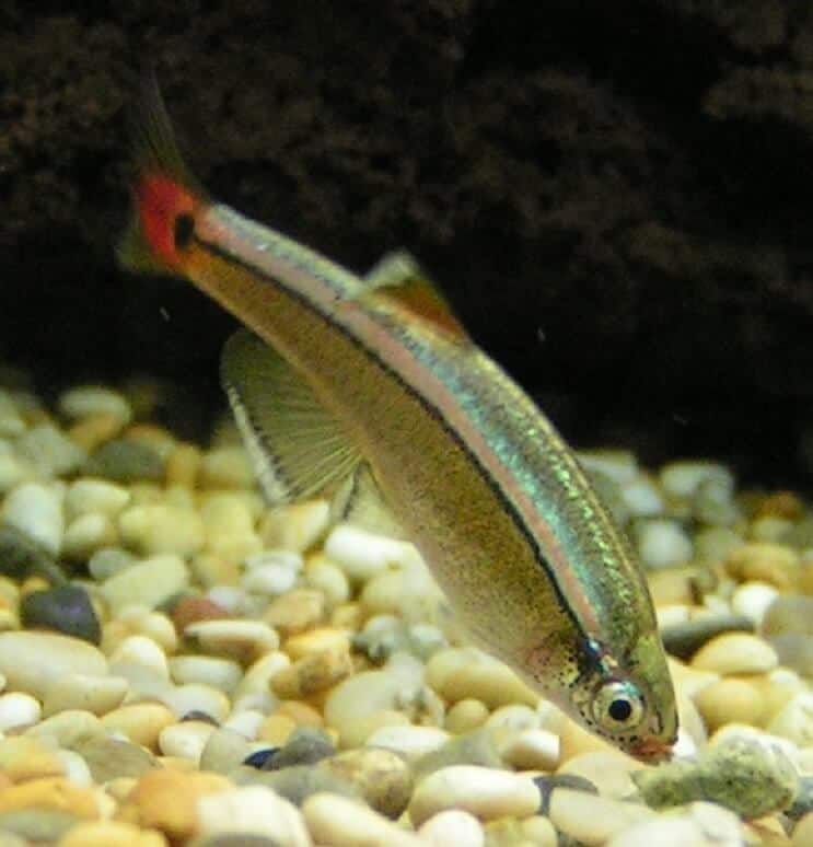 White Cloud Mountain Minnow Diät