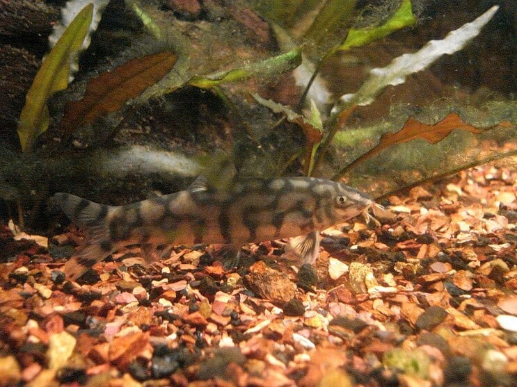 Yoyo Loach Essen