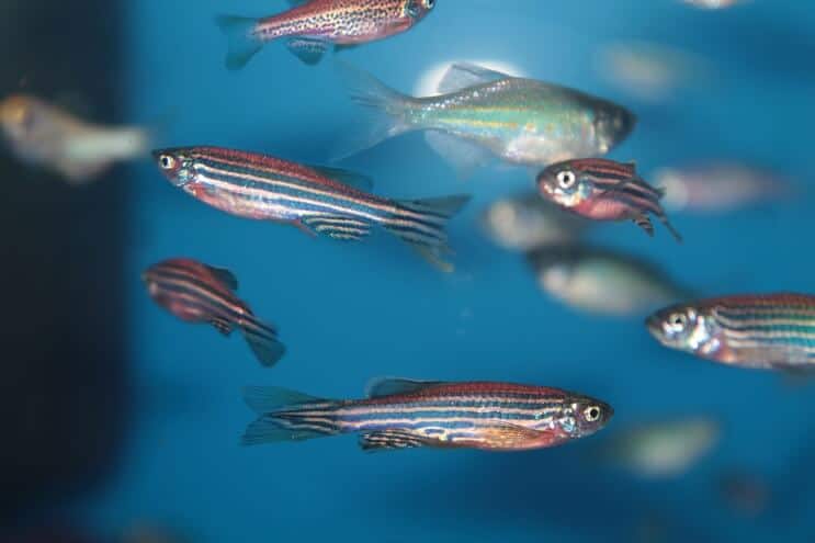 Zebra Danio Panzerkameraden