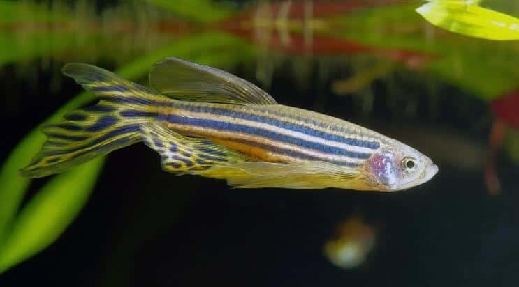 Langflossenzebra Danio
