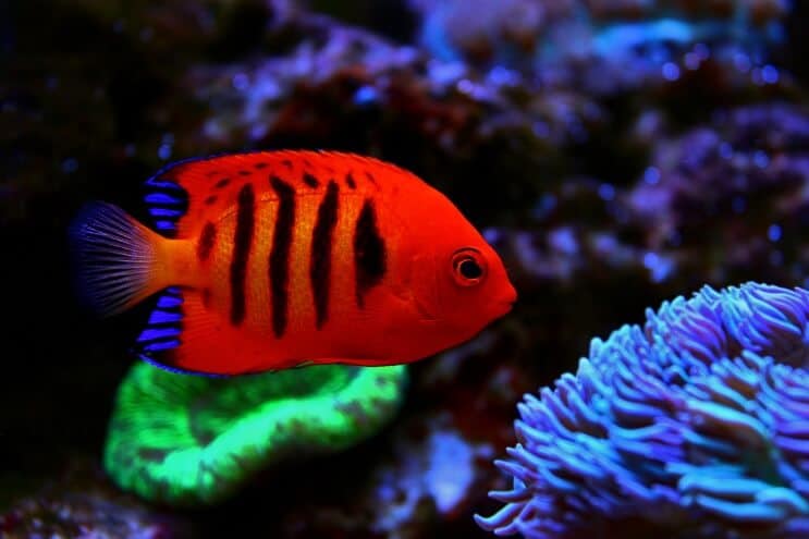 Flame Angelfish