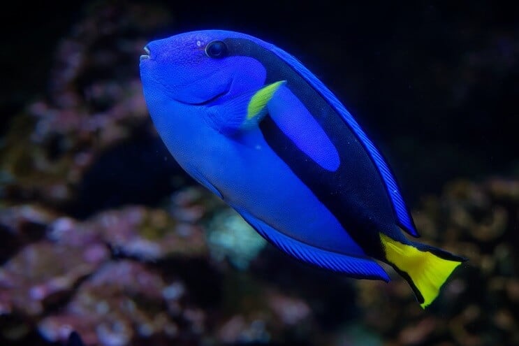 Regal Tang