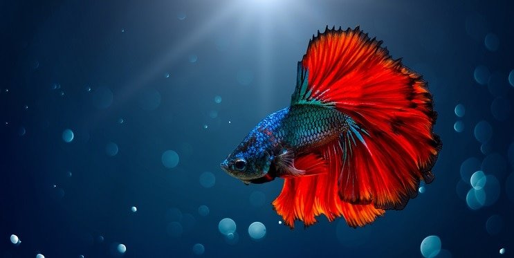 Betta Fisch
