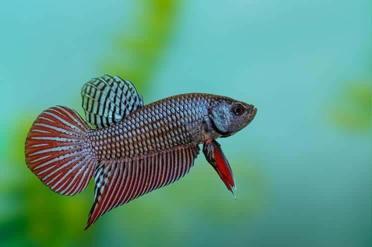 Betta Fisch