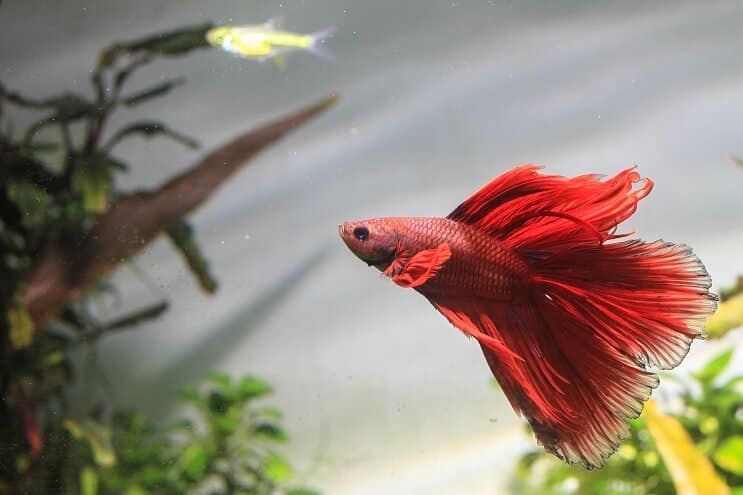 Betta Fischschwimmen