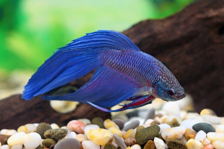 Blaue Betta