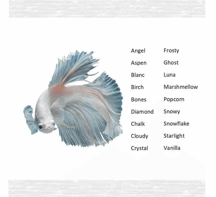 Betta Fischnamen