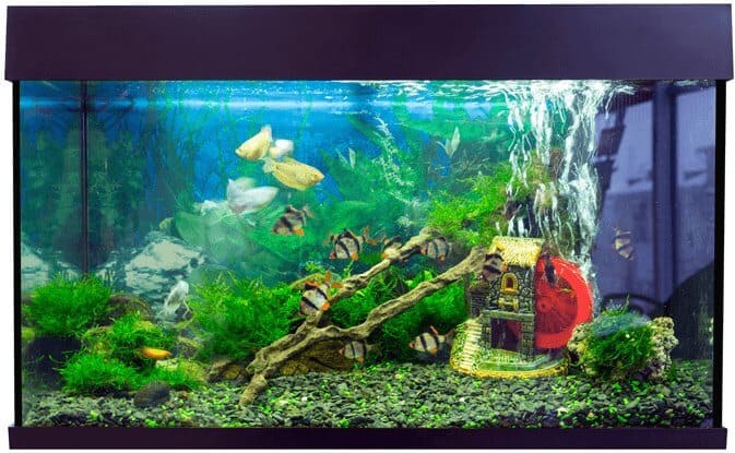 Fisch im Tank