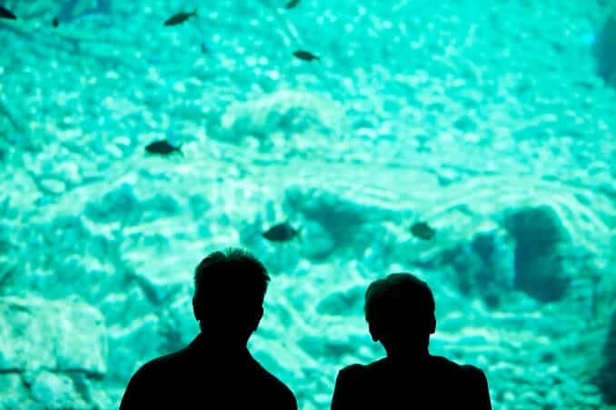 Fische beobachten