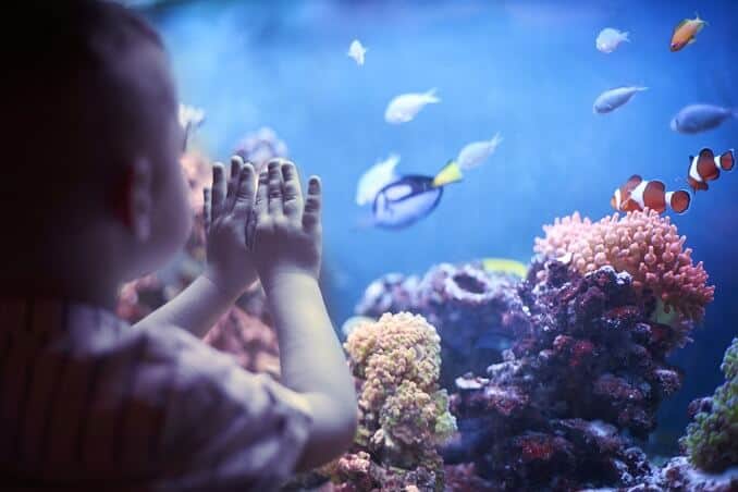 Kleiner Junge im Aquarium