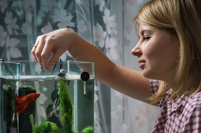 Wartung des Aquariums