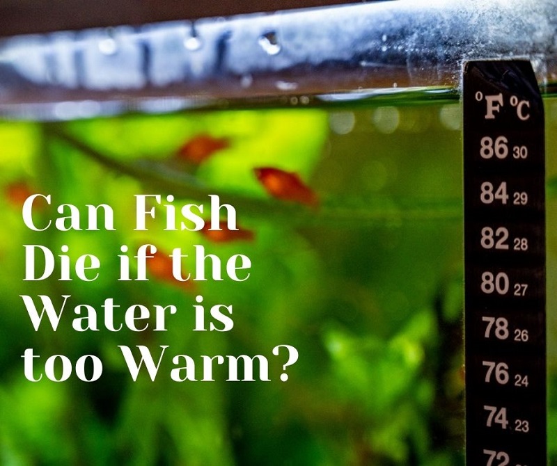 können Fische sterben, wenn das Wasser zu warm ist