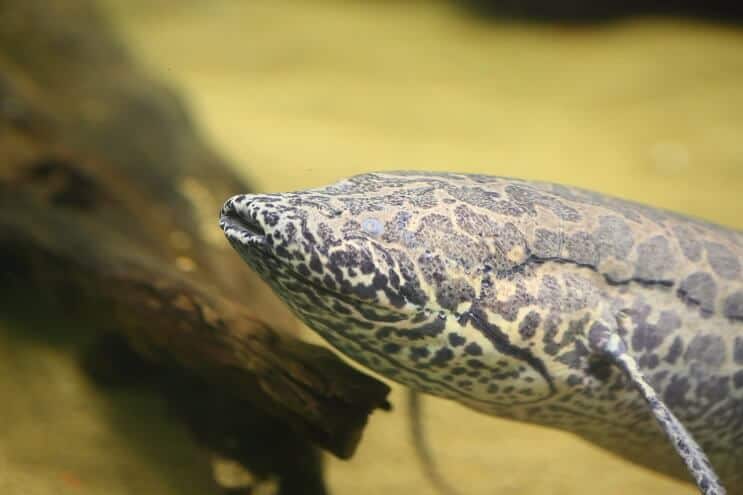 Afrikanischer Lungenfisch