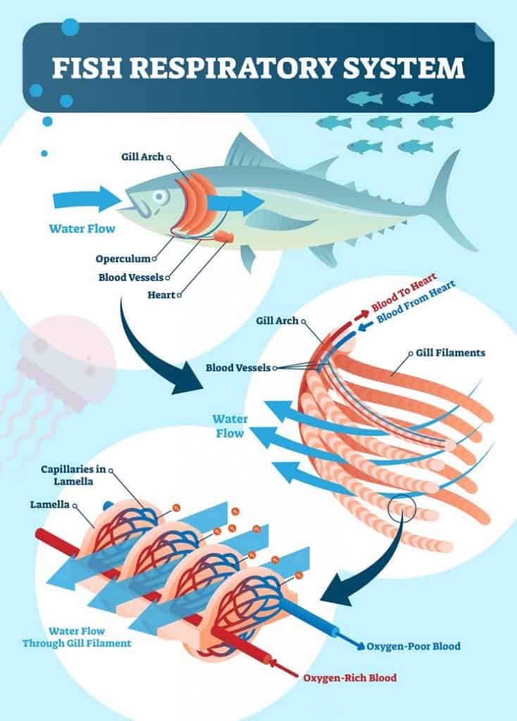 Fischatmungssystem